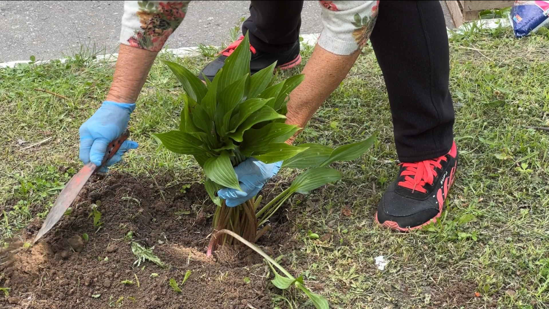 химки, благоустройство, больница, садоводство, клумбы,