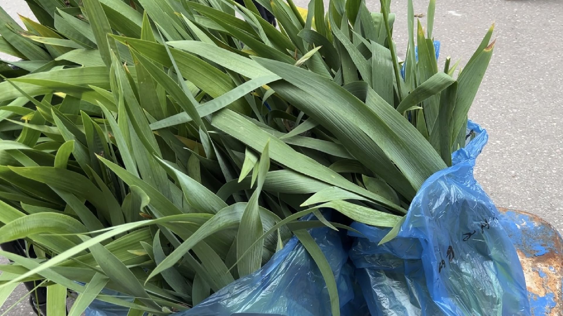 химки, благоустройство, больница, садоводство, клумбы,