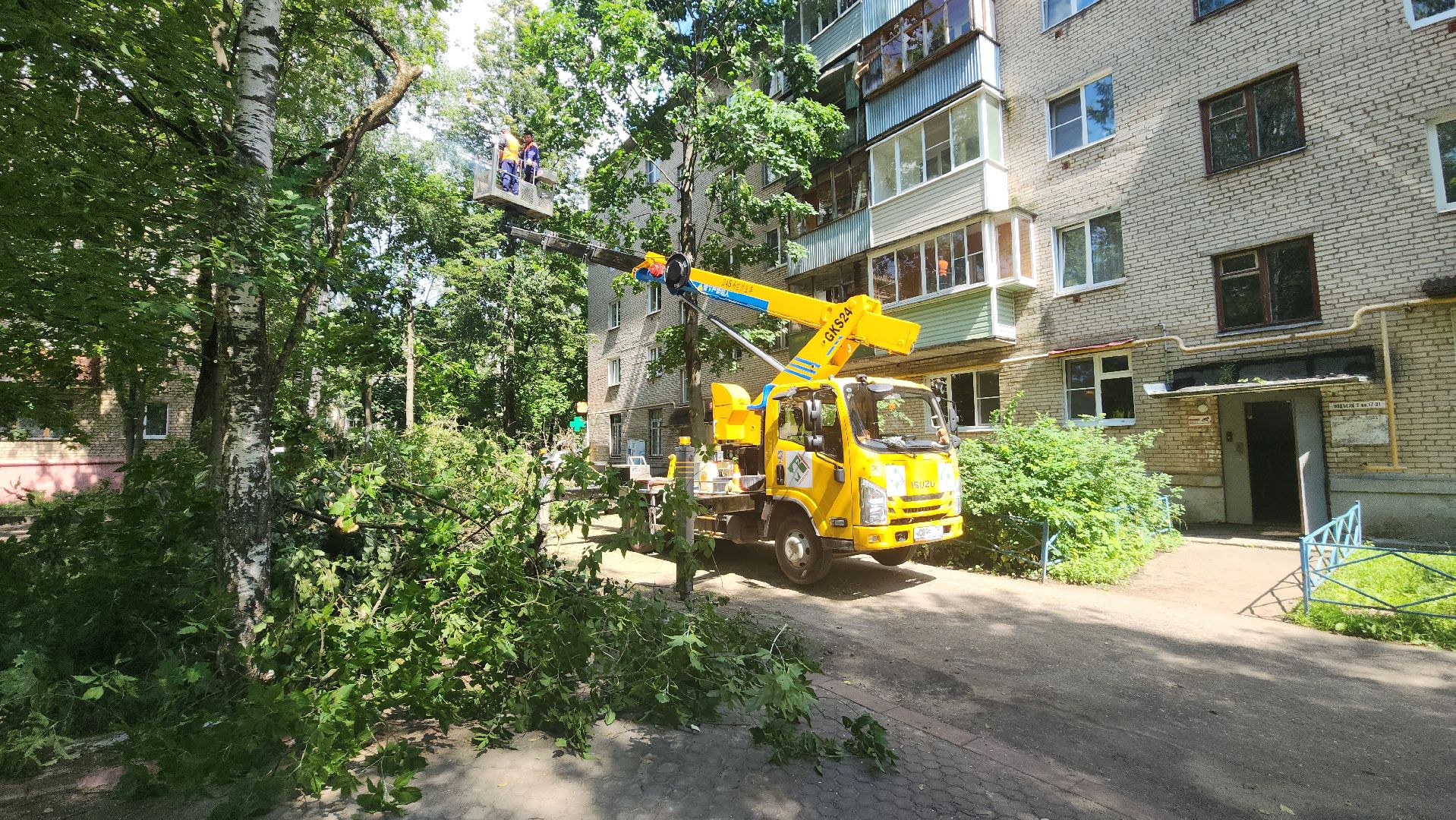 пушкино, благоустройство, удаление деревьев, обрезка деревьев,заявка жителей,