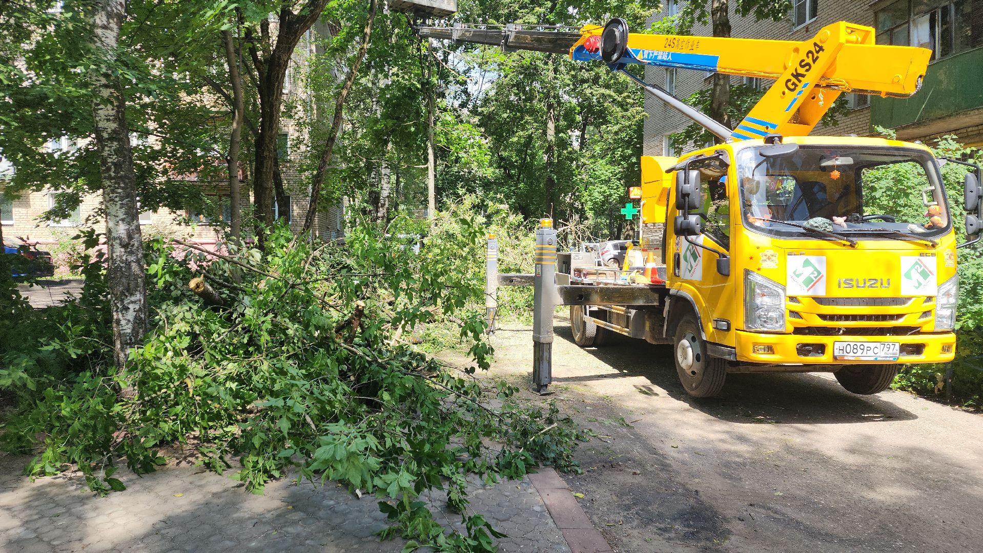 пушкино, благоустройство, удаление деревьев, обрезка деревьев,заявка жителей,