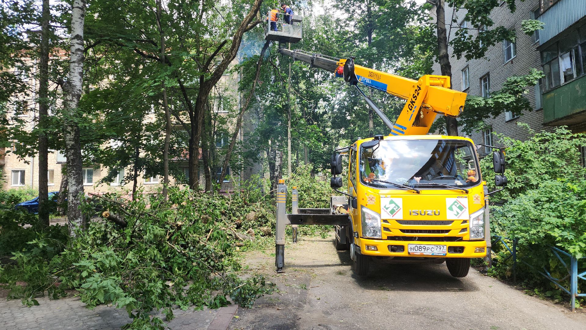 пушкино, благоустройство, удаление деревьев, обрезка деревьев,заявка жителей,