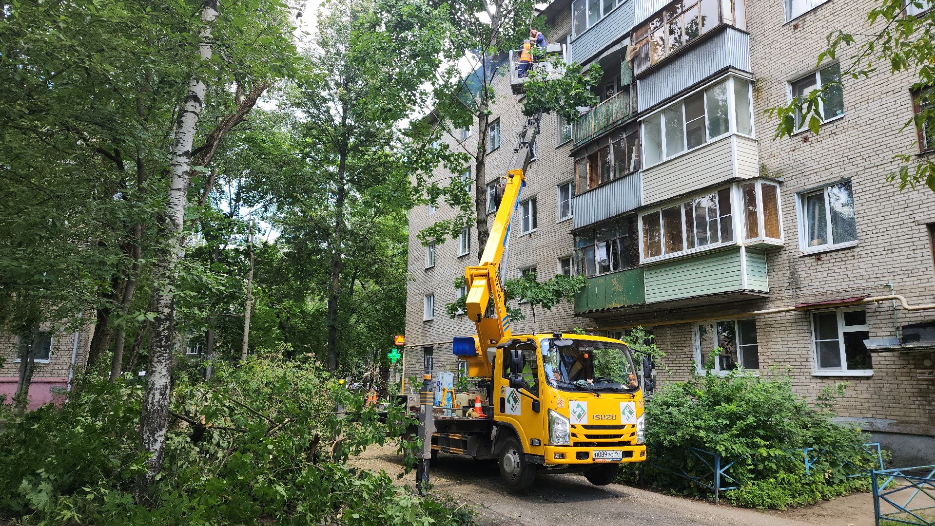 пушкино, благоустройство, удаление деревьев, обрезка деревьев,заявка жителей,