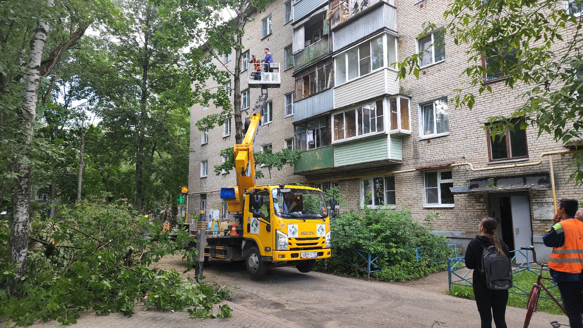 пушкино, благоустройство, удаление деревьев, обрезка деревьев,заявка жителей,