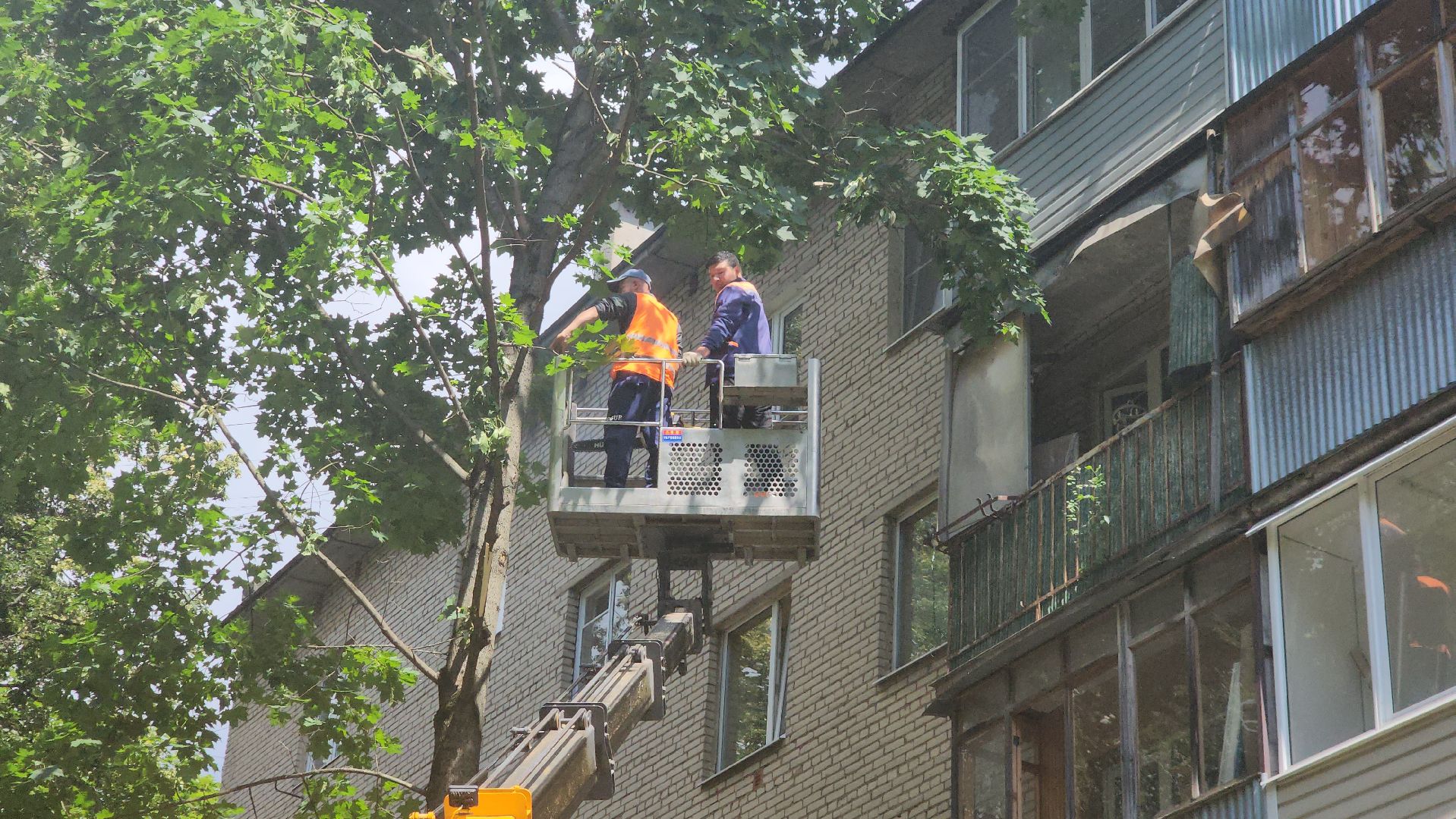 пушкино, благоустройство, удаление деревьев, обрезка деревьев,заявка жителей,