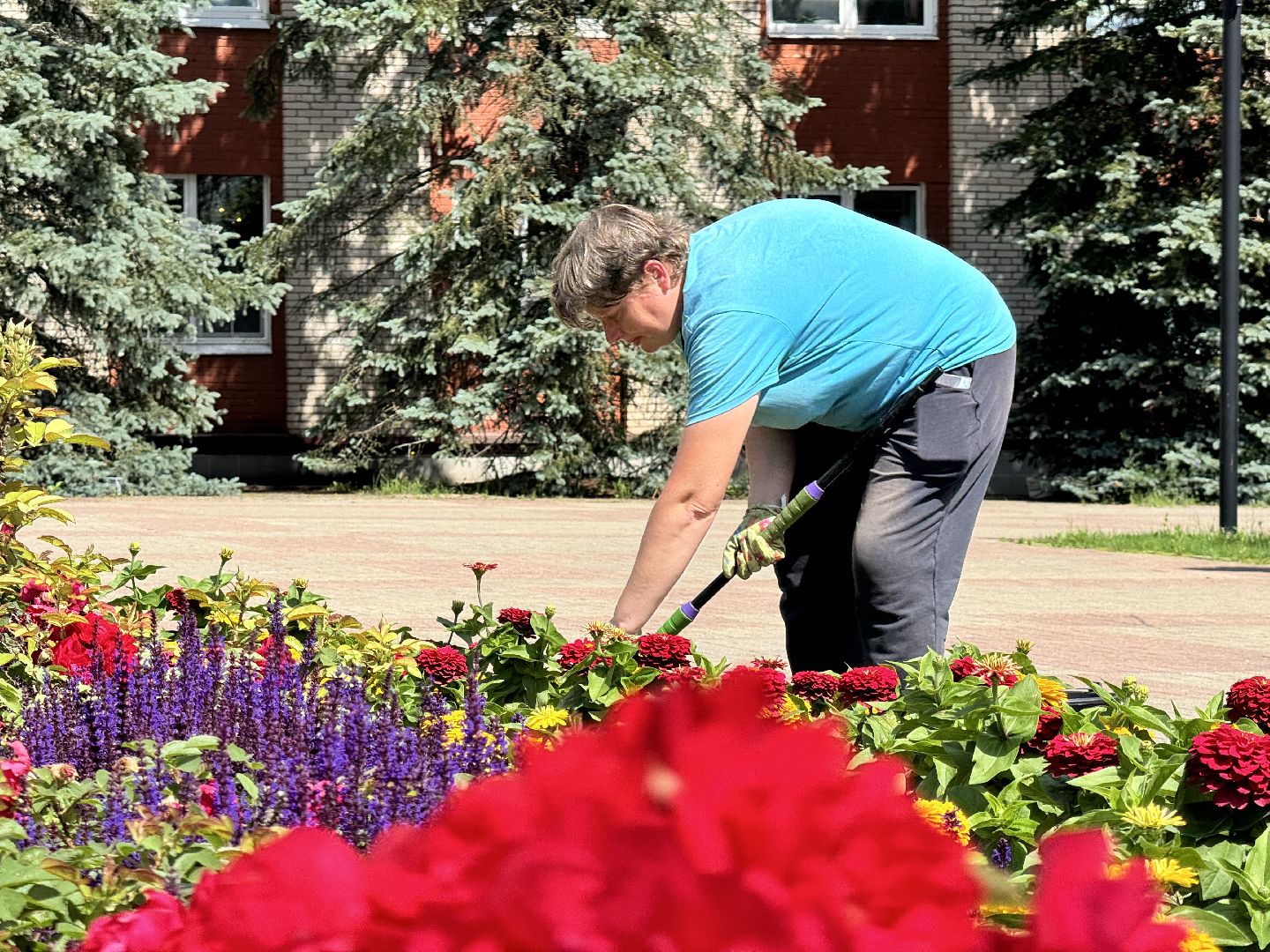 шаховская, клумбы, коммунальная служба, цветы,
