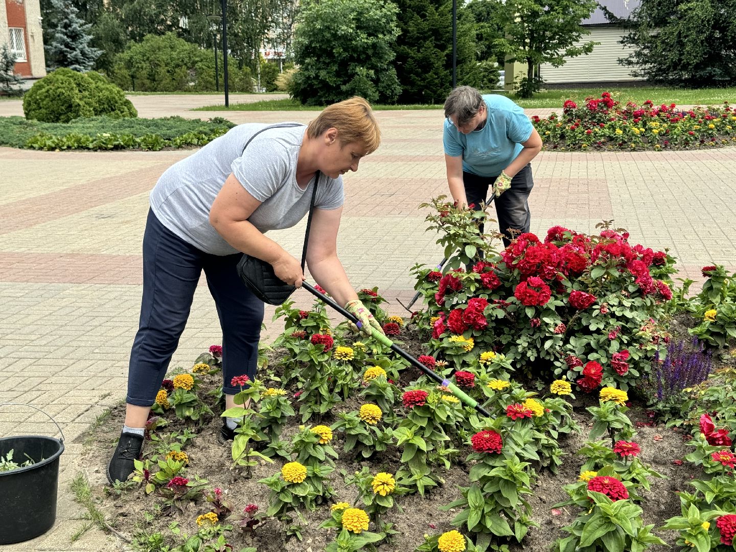 шаховская, клумбы, коммунальная служба, цветы,