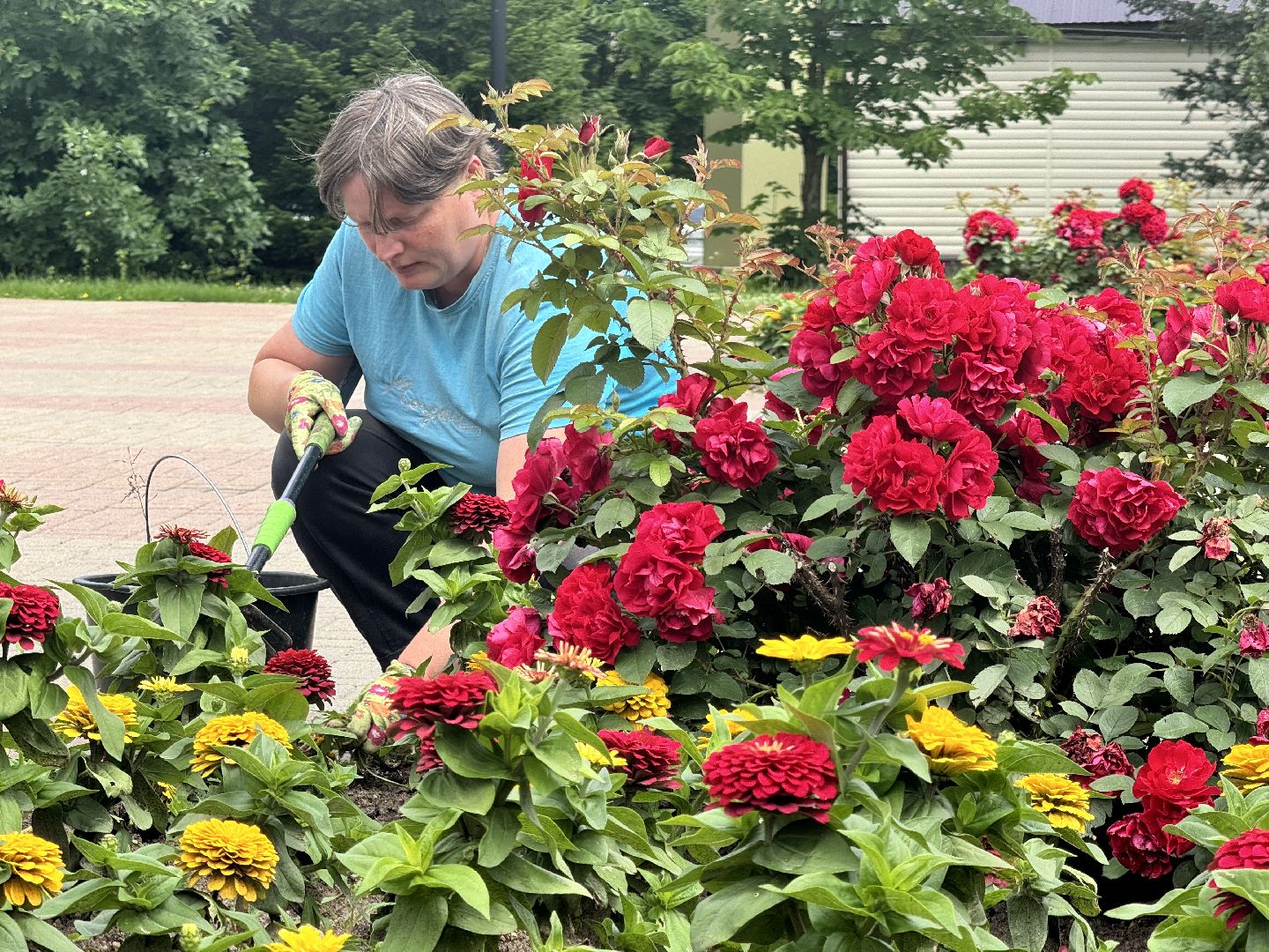 шаховская, клумбы, коммунальная служба, цветы,