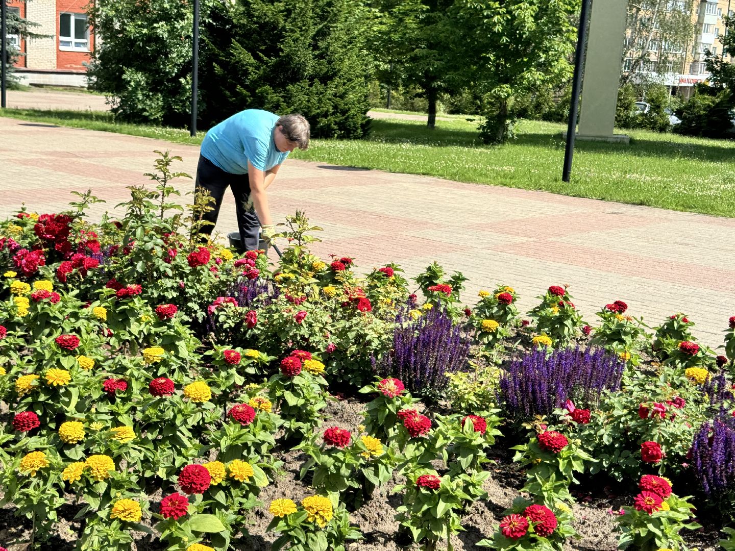 шаховская, клумбы, коммунальная служба, цветы,