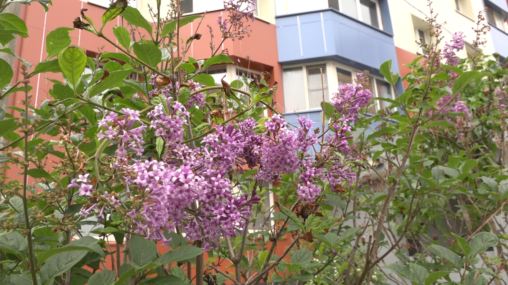 капитальный ремонт МКД, утепление фасада МКД, капремонт дома Власиха, аварийный дом Власиха, фонд капитального ремонта МО,Жукова 13 Власиха,