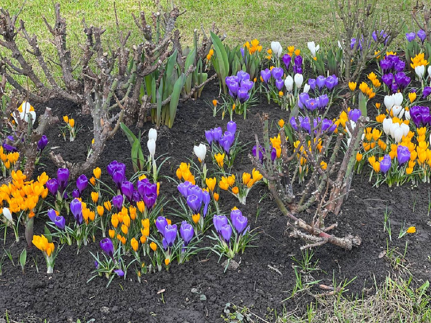 Подольск, цветы, крокус