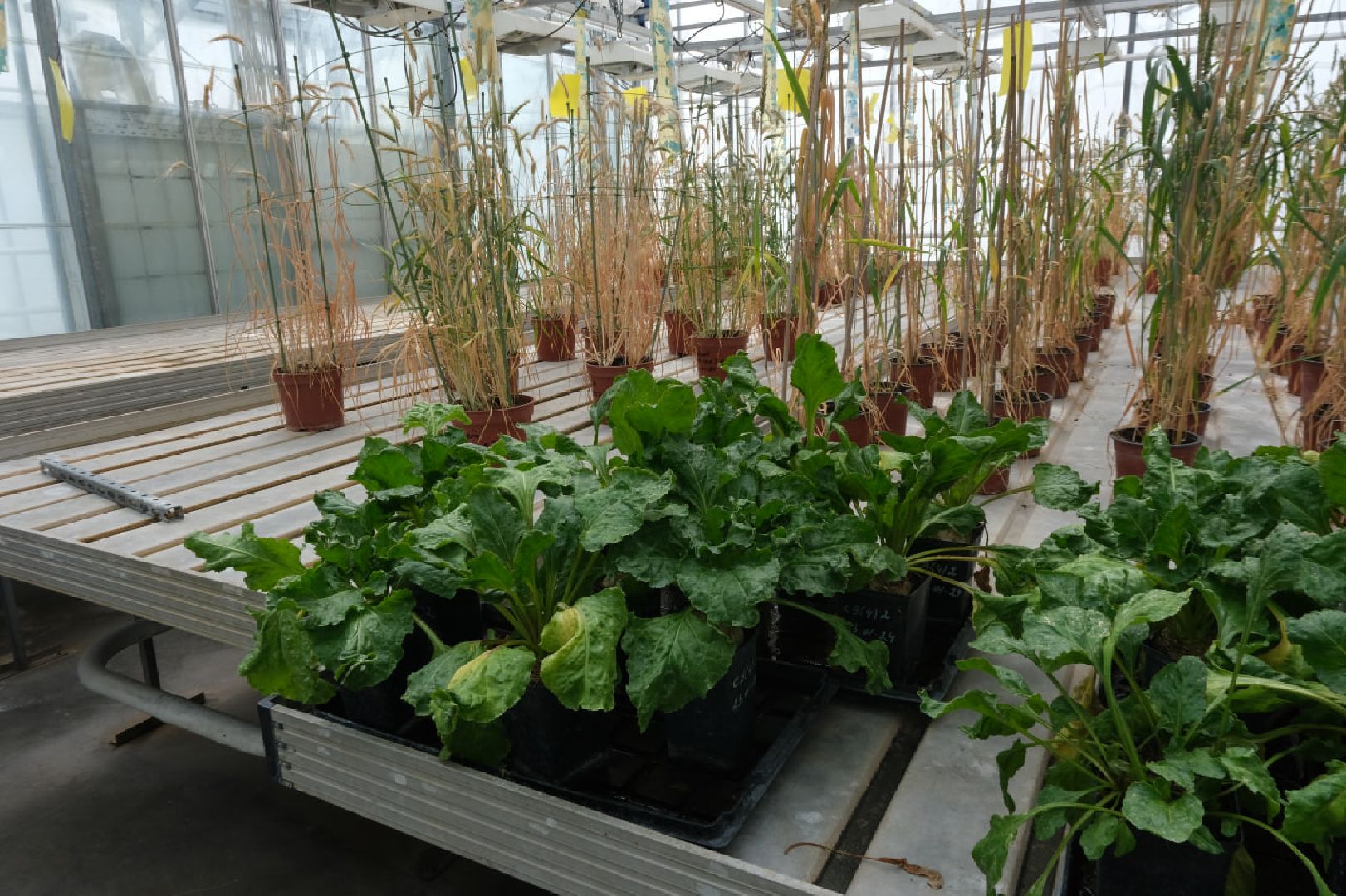 пущино, серпухов, наука, образование,