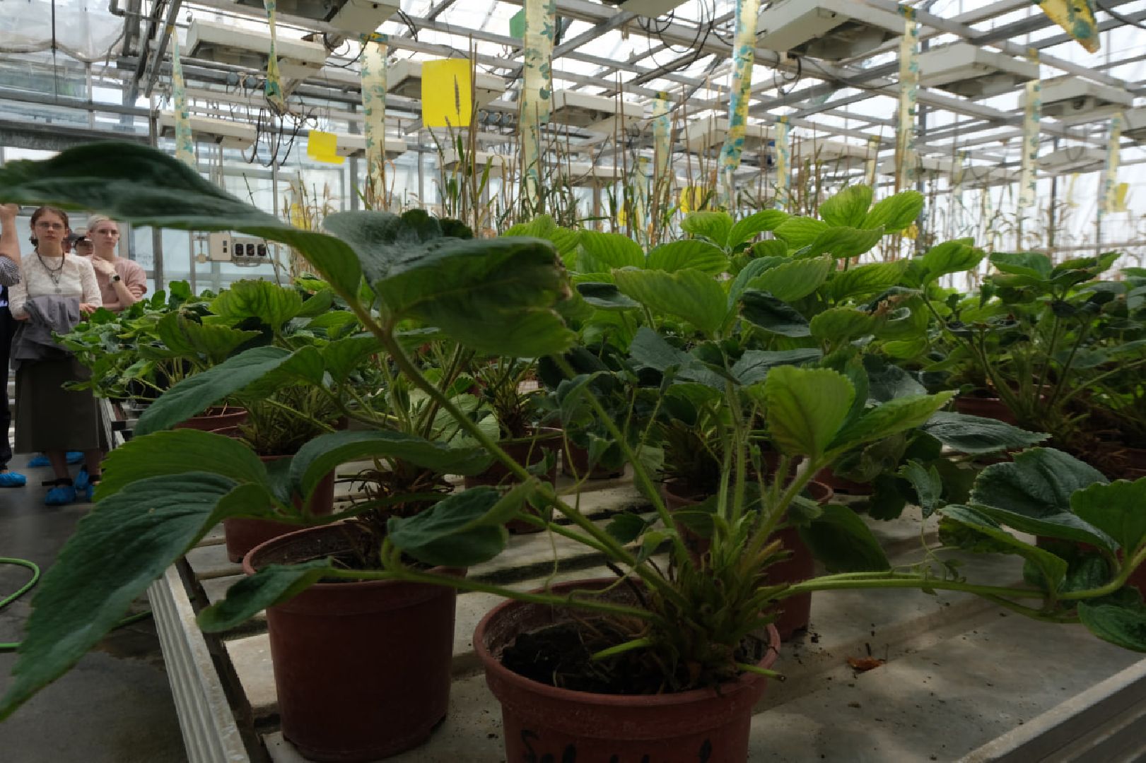 пущино, серпухов, наука, образование,