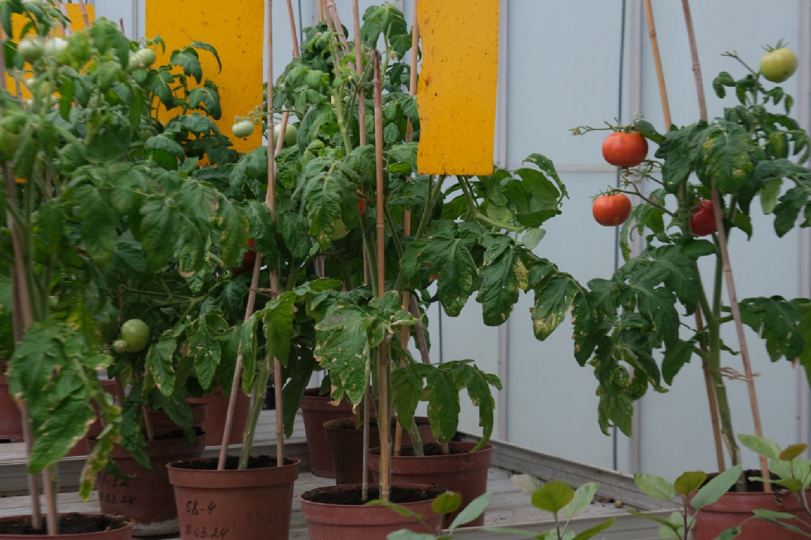 пущино, серпухов, наука, образование,