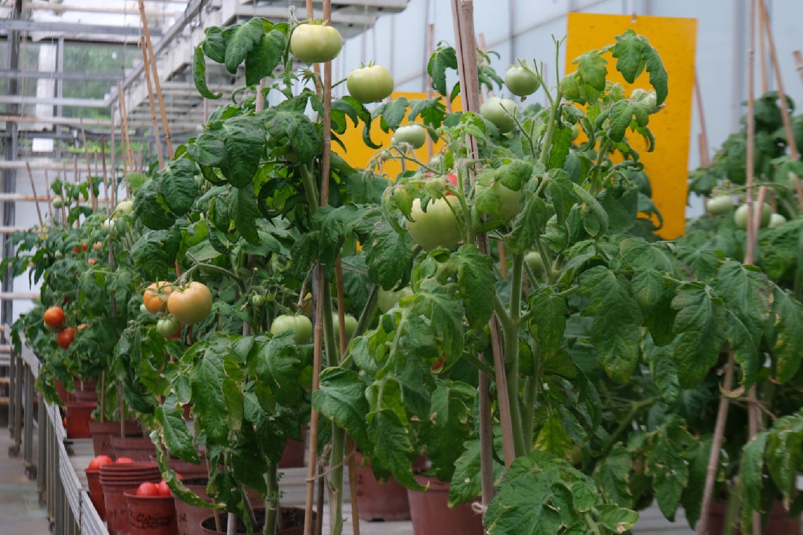 пущино, серпухов, наука, образование,