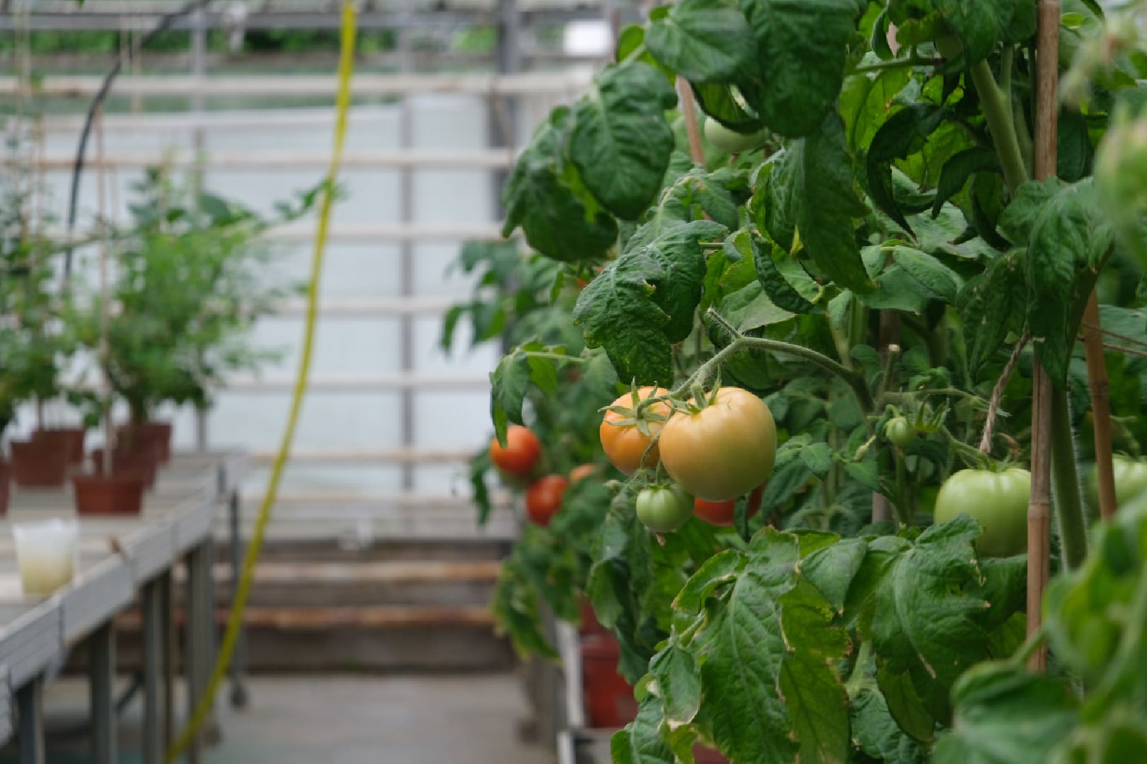 пущино, серпухов, наука, образование,