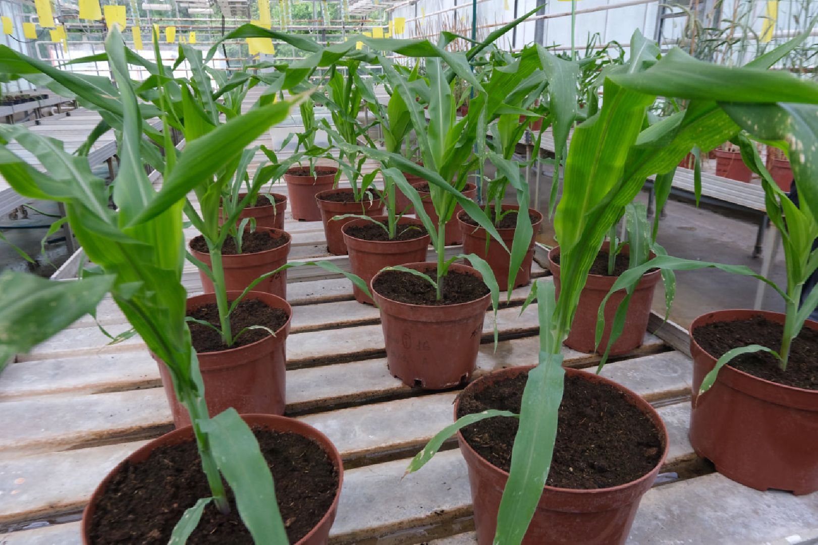 пущино, серпухов, наука, образование,