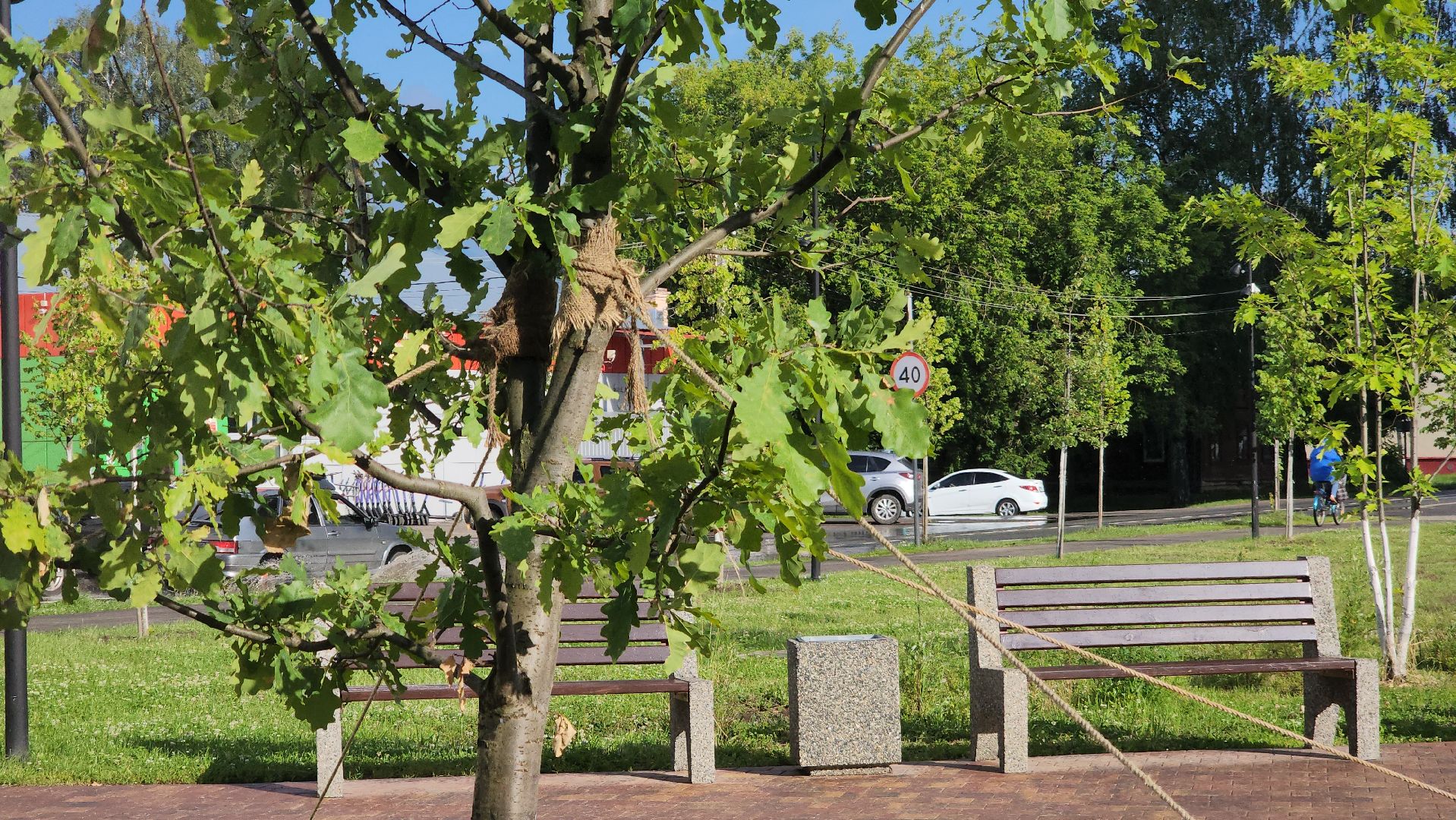 Павловский Посад, Городской округ Павловский Посад, Благоустройство, Ремонт, Сквер, Дуб,