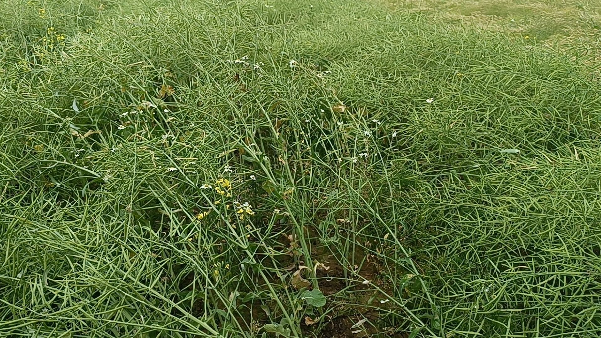 сельское хозяйство, кормопроизводство, ВИК, лобня,