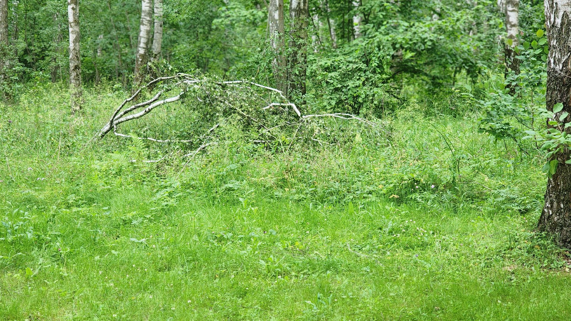 парк Гальчино, выездная администрация, Домодедово,