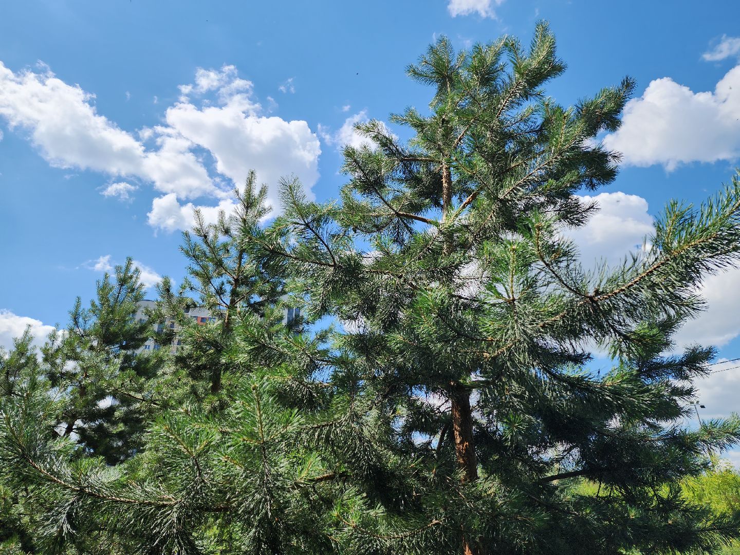 кедры, экология, люди, кедры у дома, красногорск, проект,