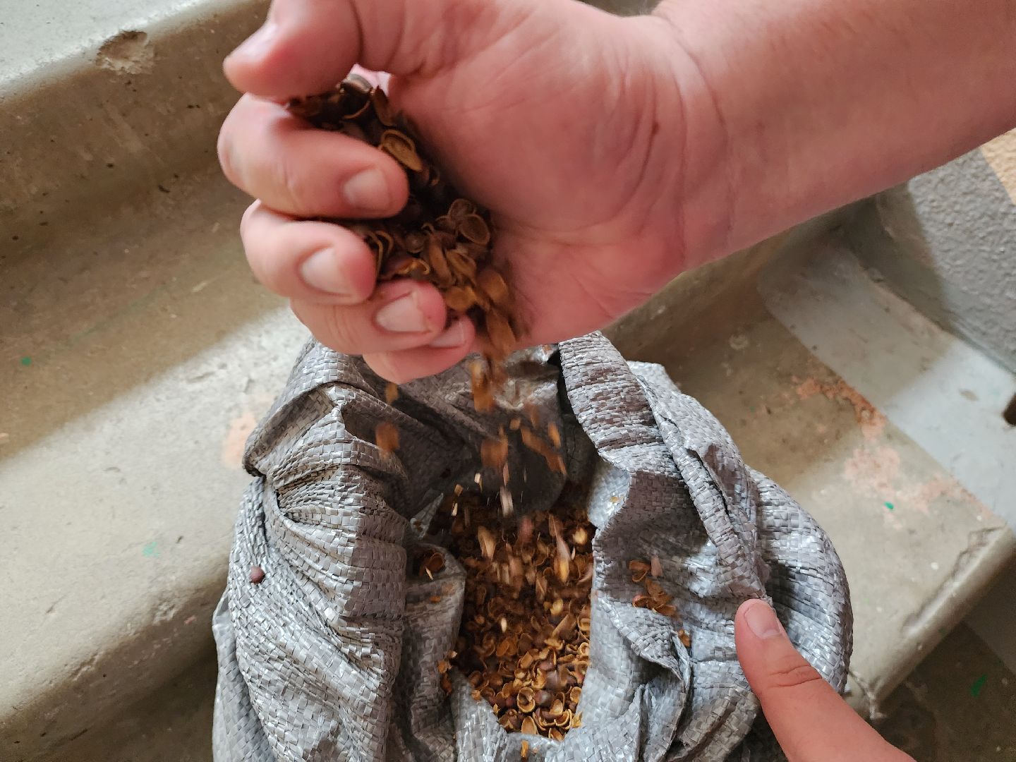 кедры, экология, люди, кедры у дома, красногорск, проект,