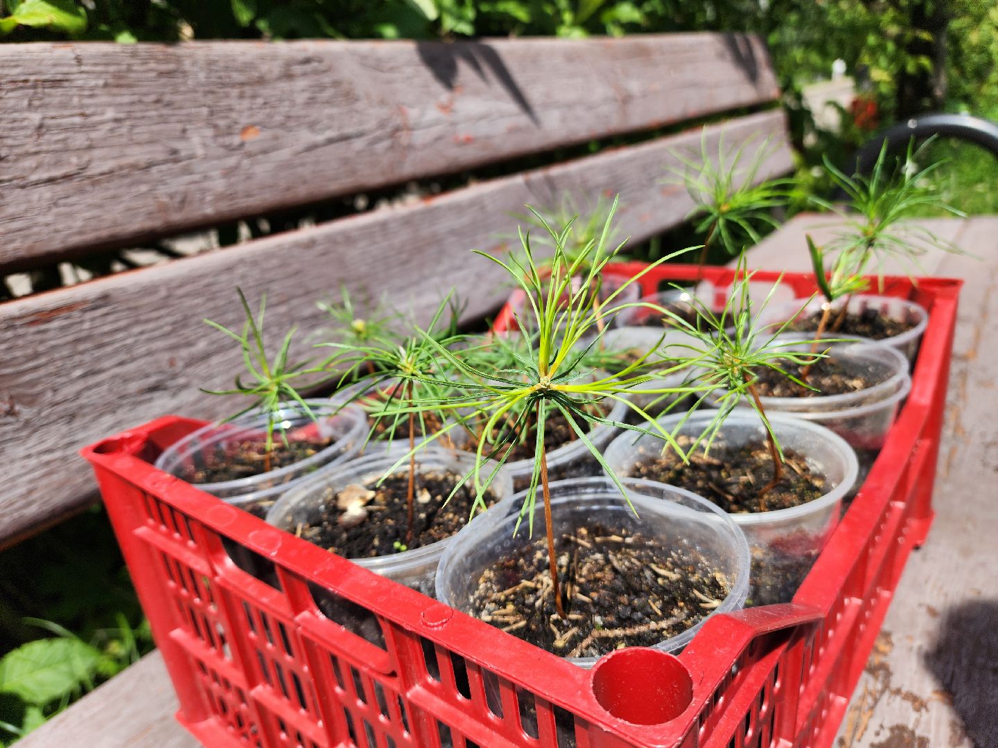 кедры, экология, люди, кедры у дома, красногорск, проект,