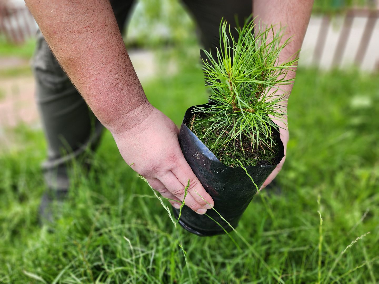 кедры, экология, люди, кедры у дома, красногорск, проект,