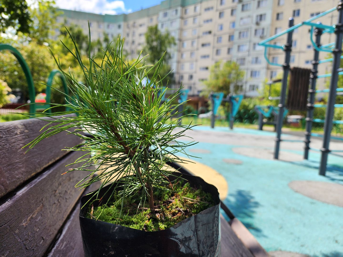 кедры, экология, люди, кедры у дома, красногорск, проект,