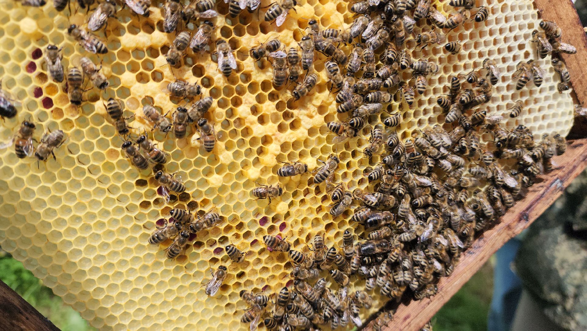 шатура, филисово, экскурсия для школьников, пасека, школьное лесничество,