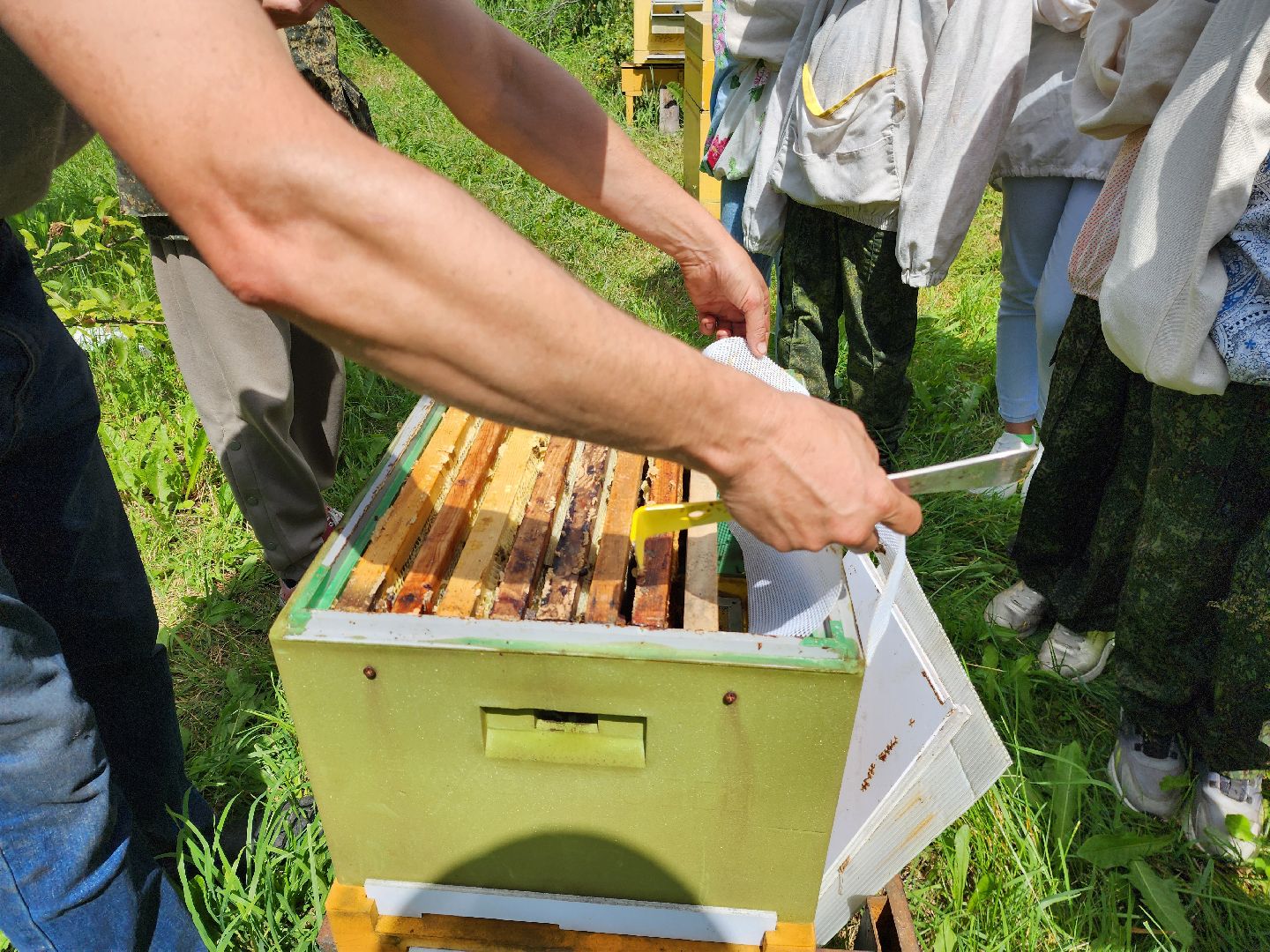 шатура, филисово, экскурсия для школьников, пасека, школьное лесничество,
