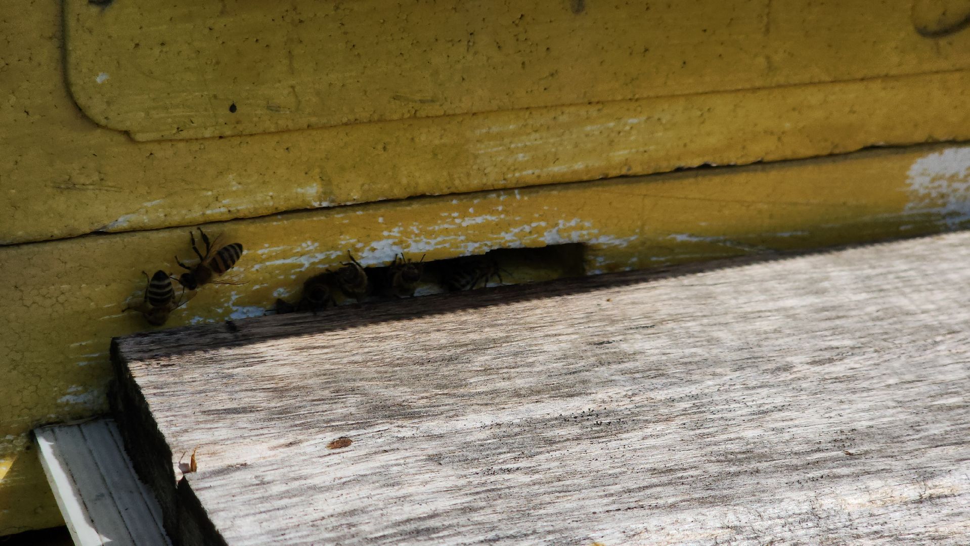 шатура, филисово, экскурсия для школьников, пасека, школьное лесничество,