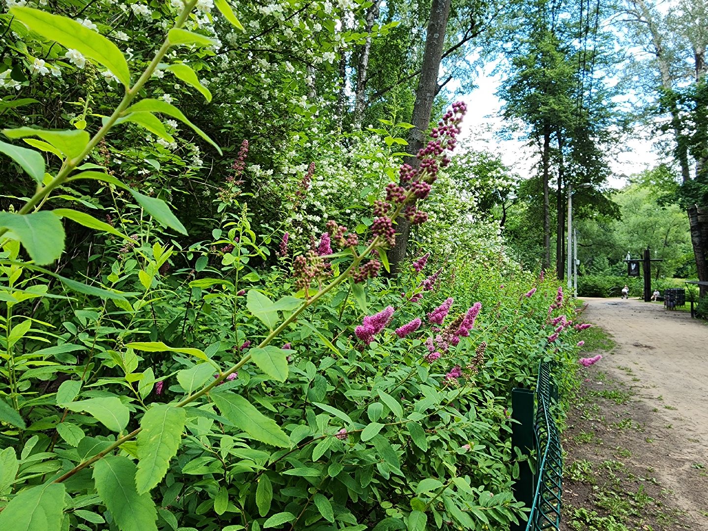 туризм, Волхонка, дендрарий, Ногинск, Богородский городской округ,