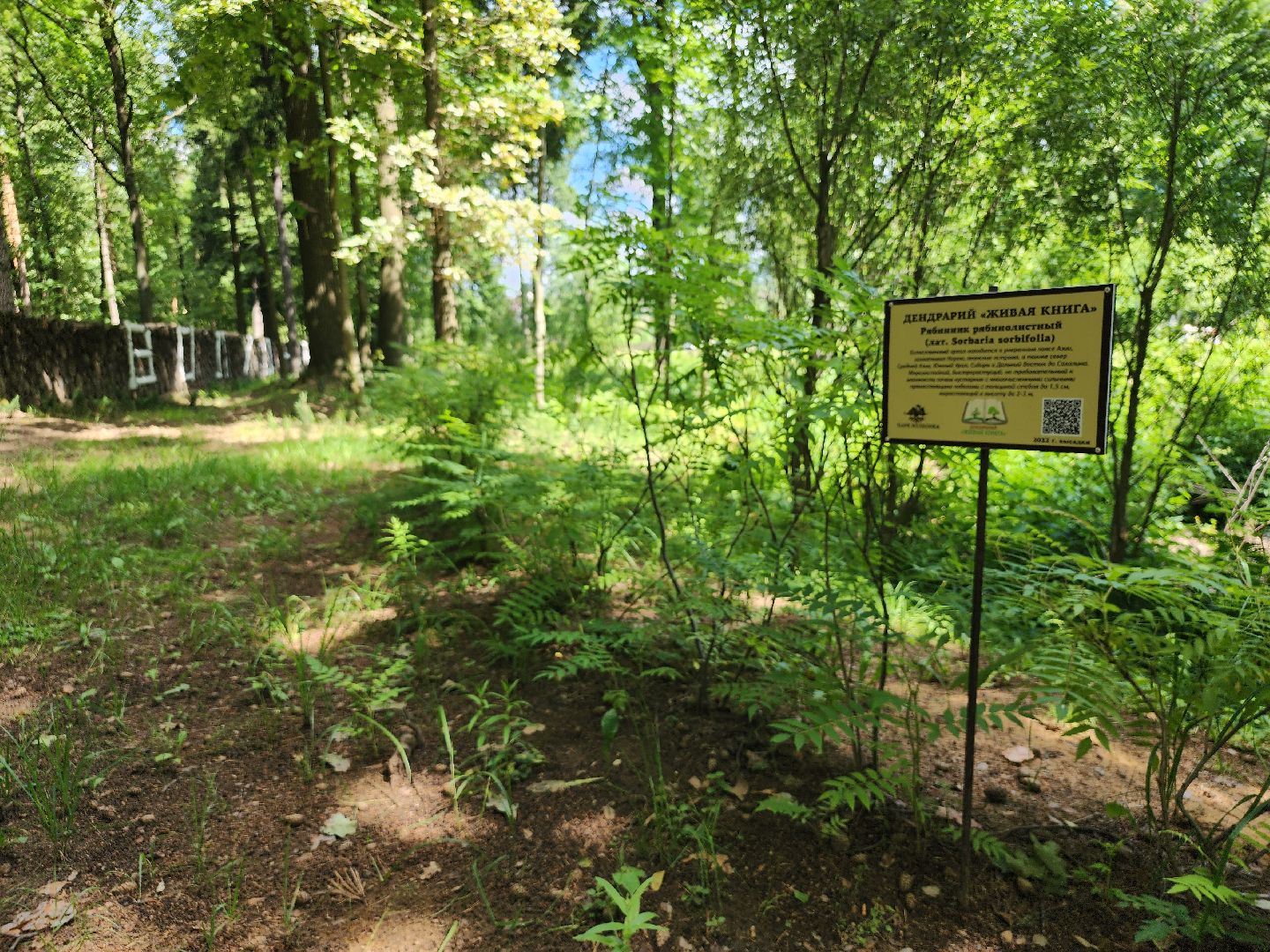 туризм, Волхонка, дендрарий, Ногинск, Богородский городской округ,