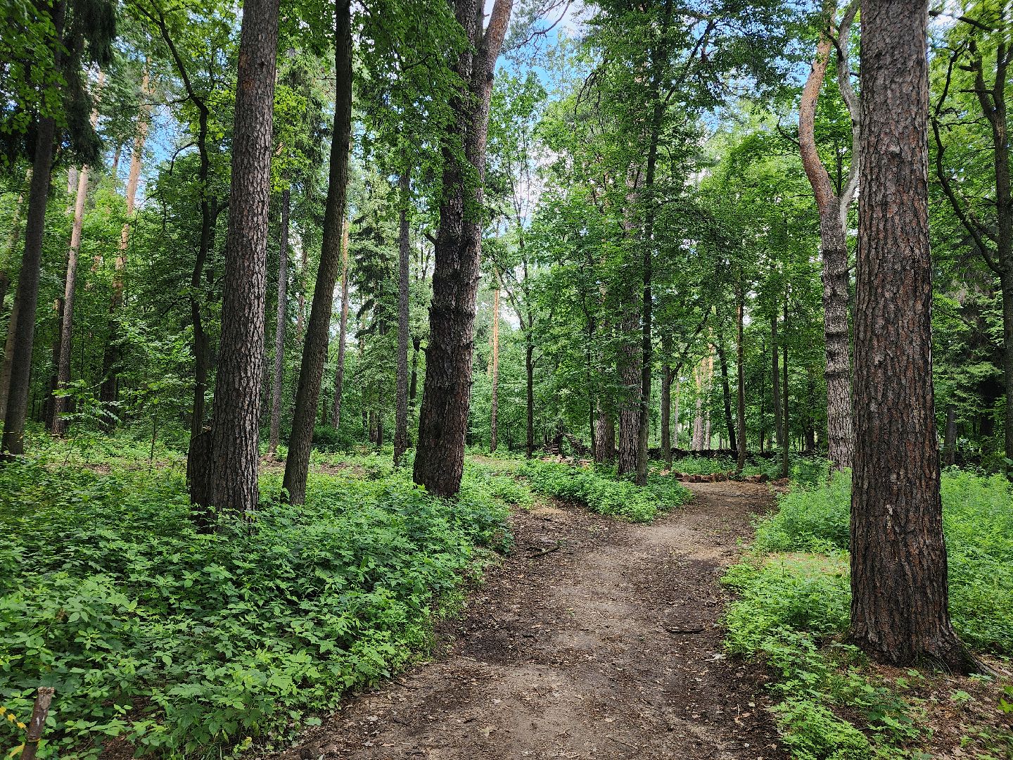 туризм, Волхонка, дендрарий, Ногинск, Богородский городской округ,