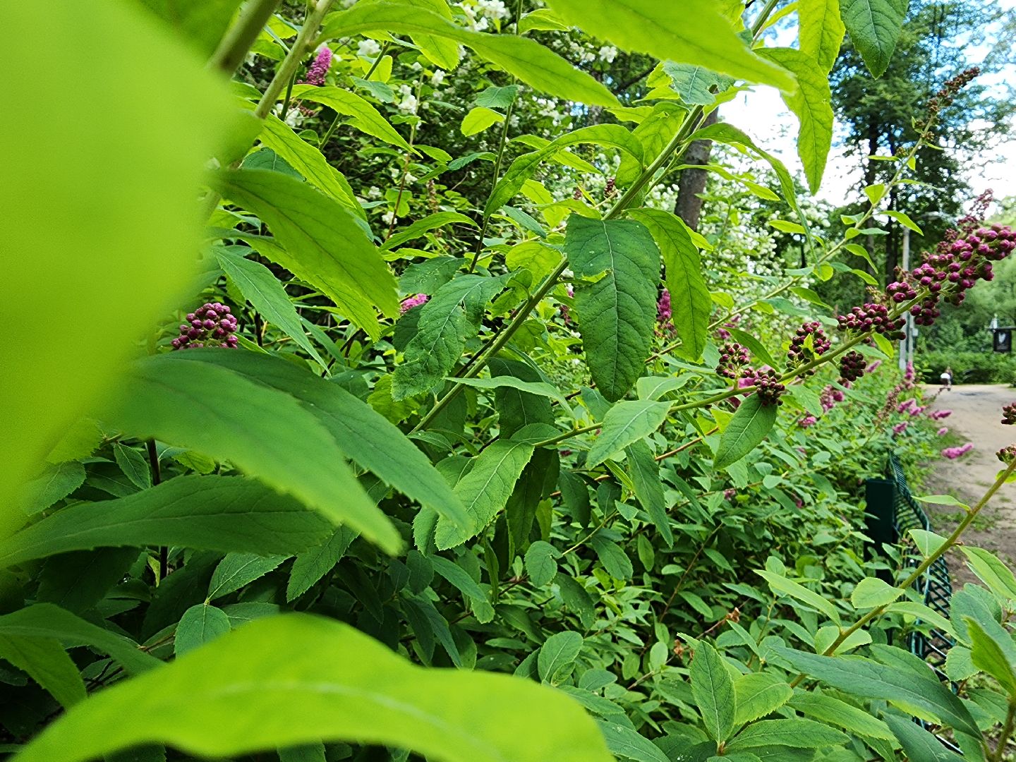 туризм, Волхонка, дендрарий, Ногинск, Богородский городской округ,