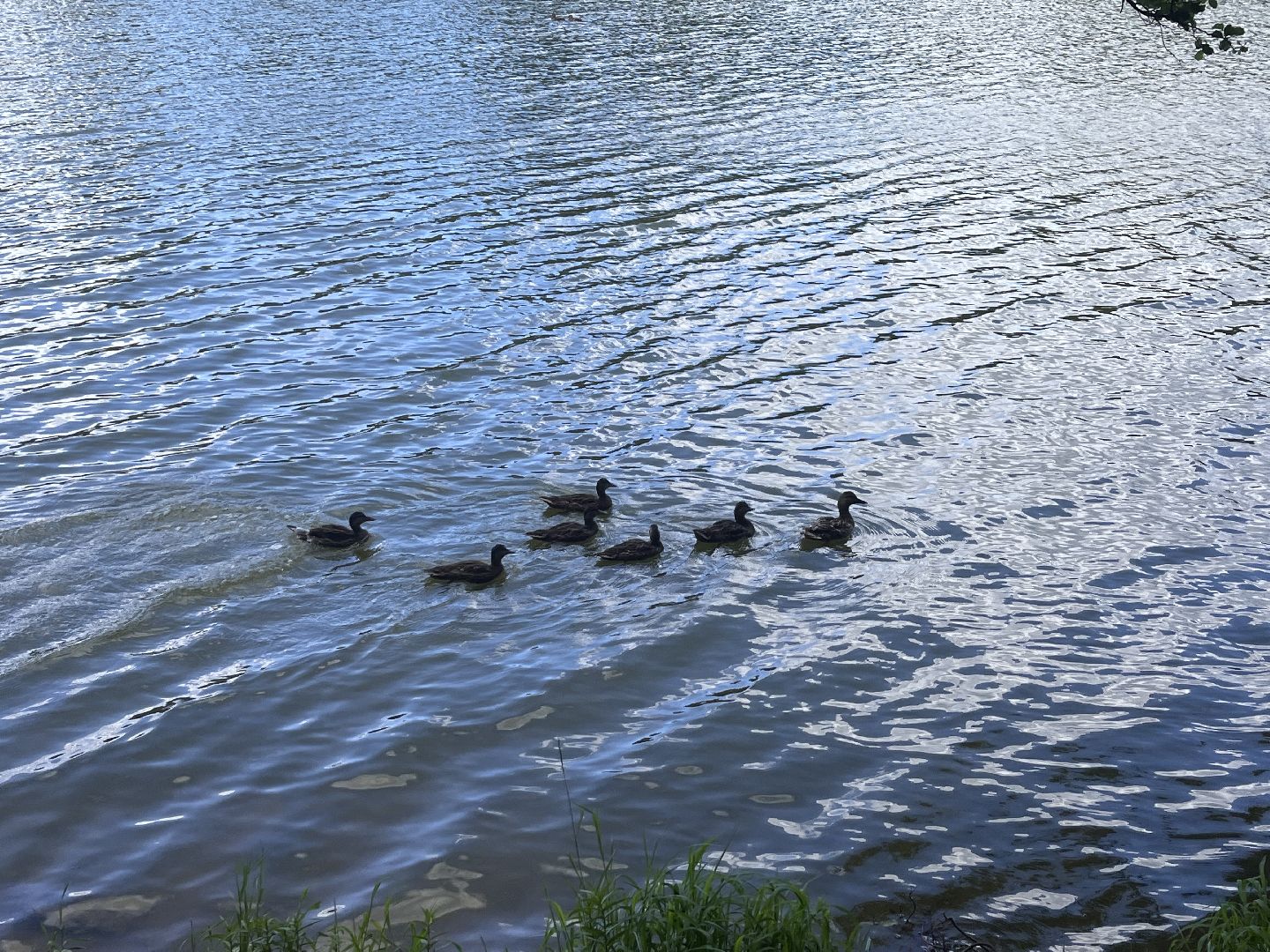 благоустройство, пруд, гагарин, лес, парк, лесопарк,