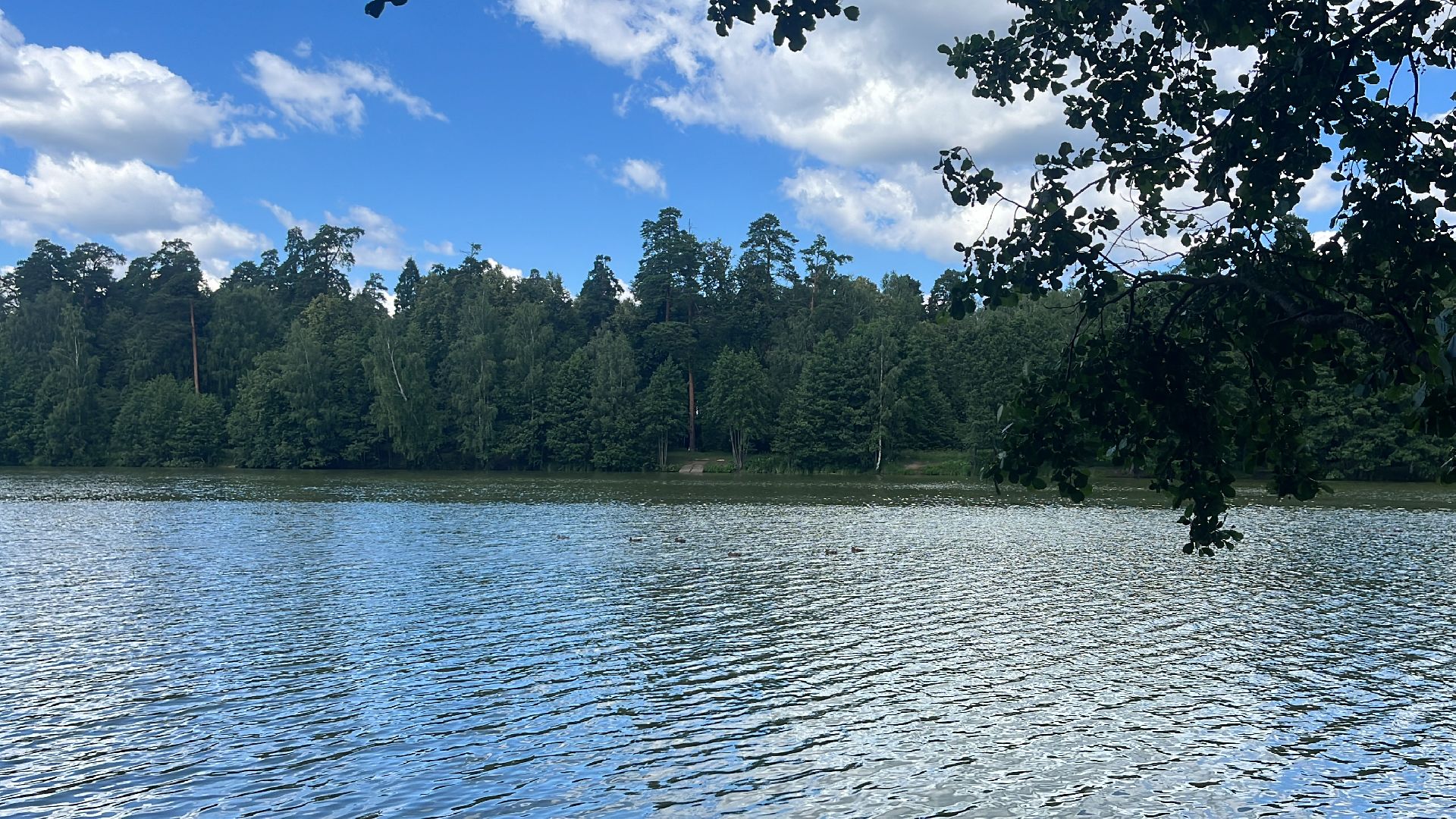 благоустройство, пруд, гагарин, лес, парк, лесопарк,