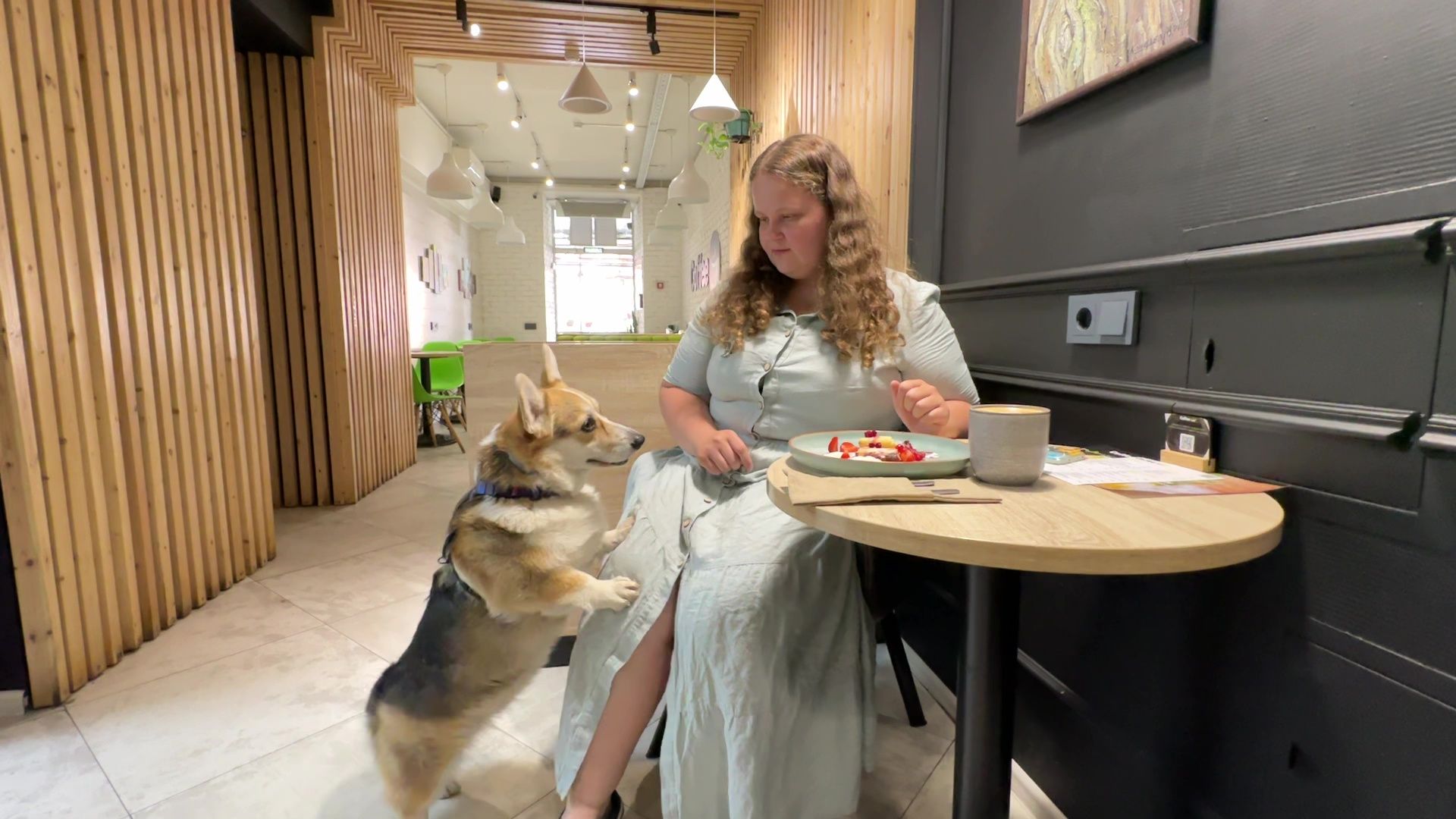 Реутов, петфренжди, дружелюбно к животным, еда, вода, кафе, кошечки, собачки,