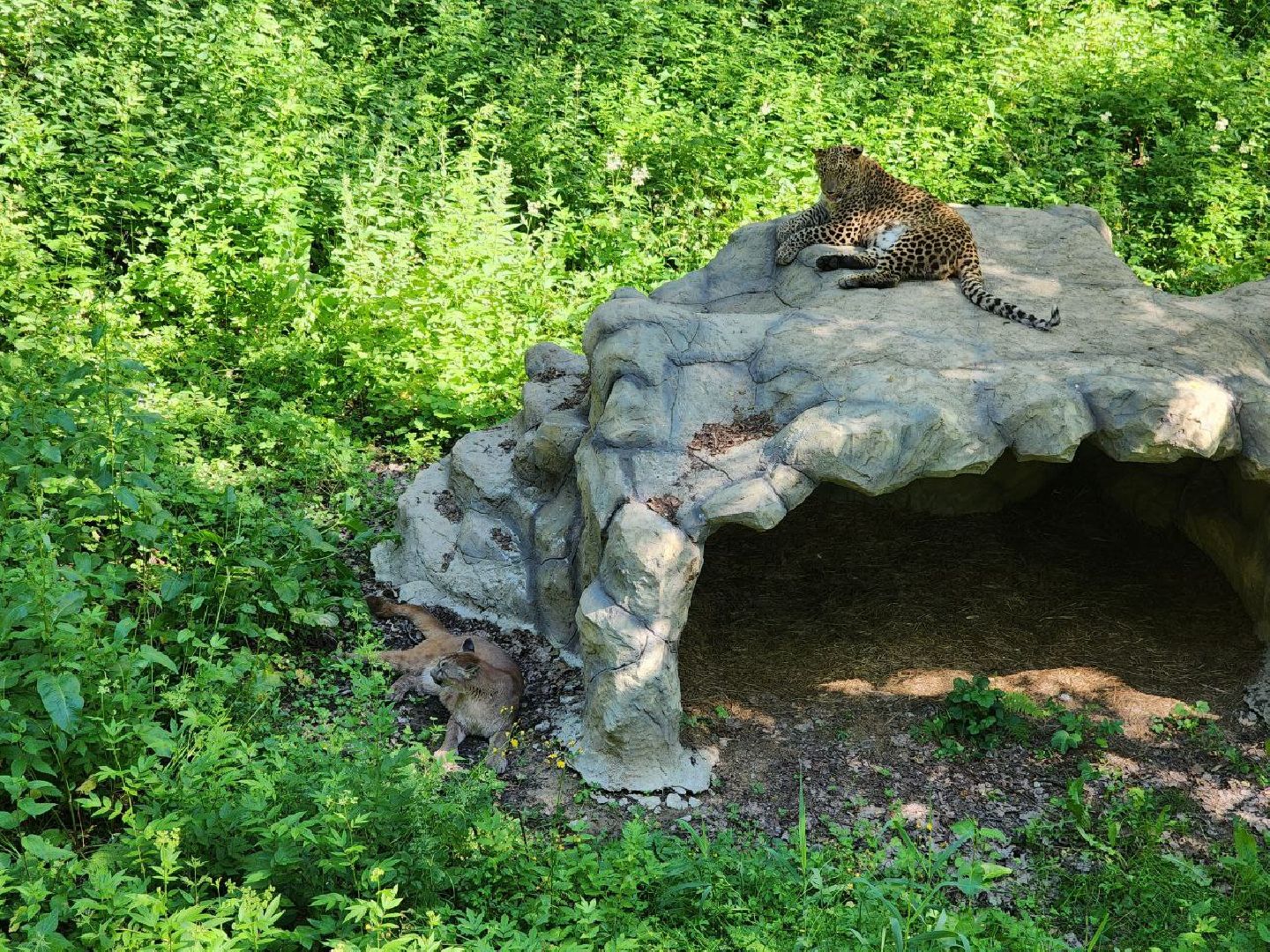 можайск, можайский городской округ, подмосковье, туризм, сафари-парк, парк тигров, тигры, львы, пума, леопард, хищные кошки, дикие животные,