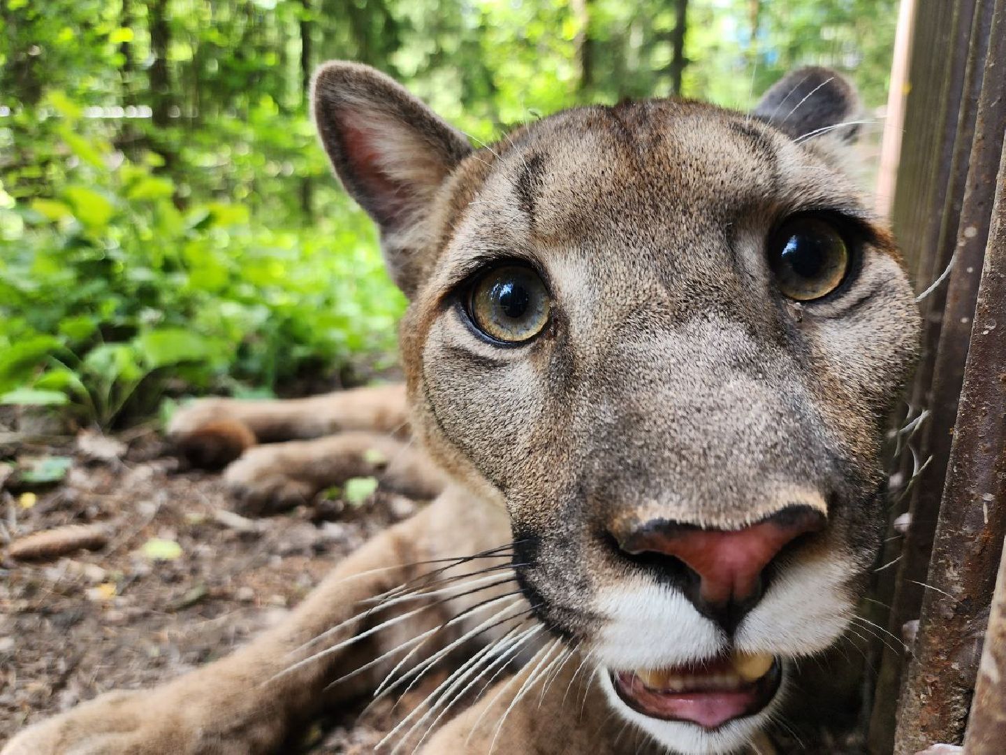 можайск, можайский городской округ, подмосковье, туризм, сафари-парк, парк тигров, тигры, львы, пума, леопард, хищные кошки, дикие животные,