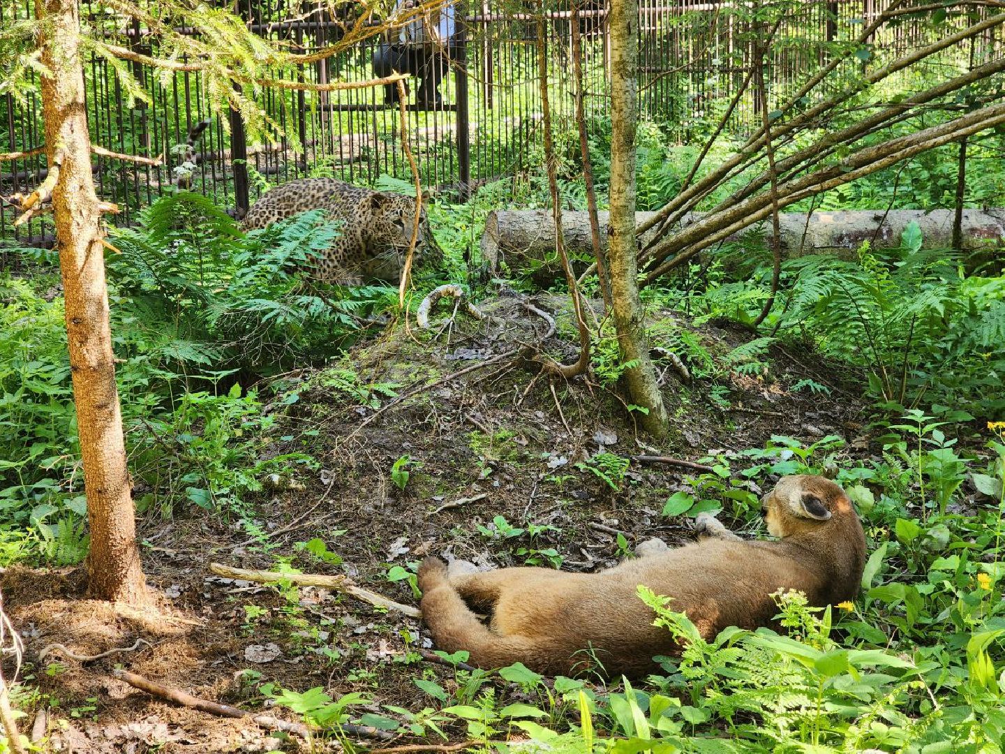 можайск, можайский городской округ, подмосковье, туризм, сафари-парк, парк тигров, тигры, львы, пума, леопард, хищные кошки, дикие животные,