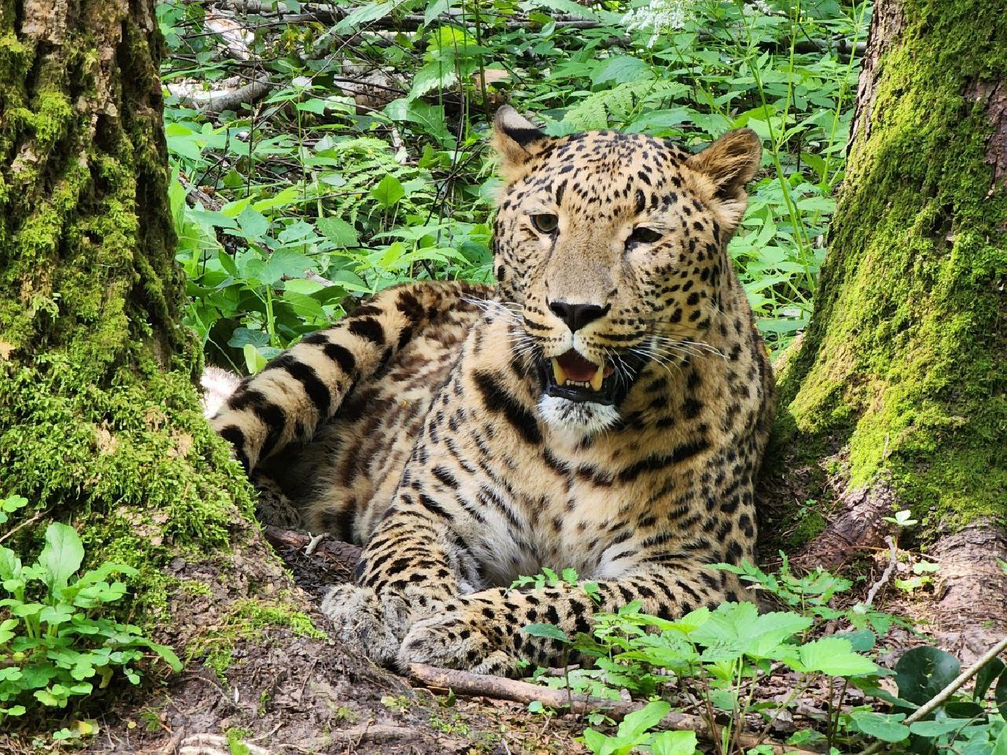 можайск, можайский городской округ, подмосковье, туризм, сафари-парк, парк тигров, тигры, львы, пума, леопард, хищные кошки, дикие животные,