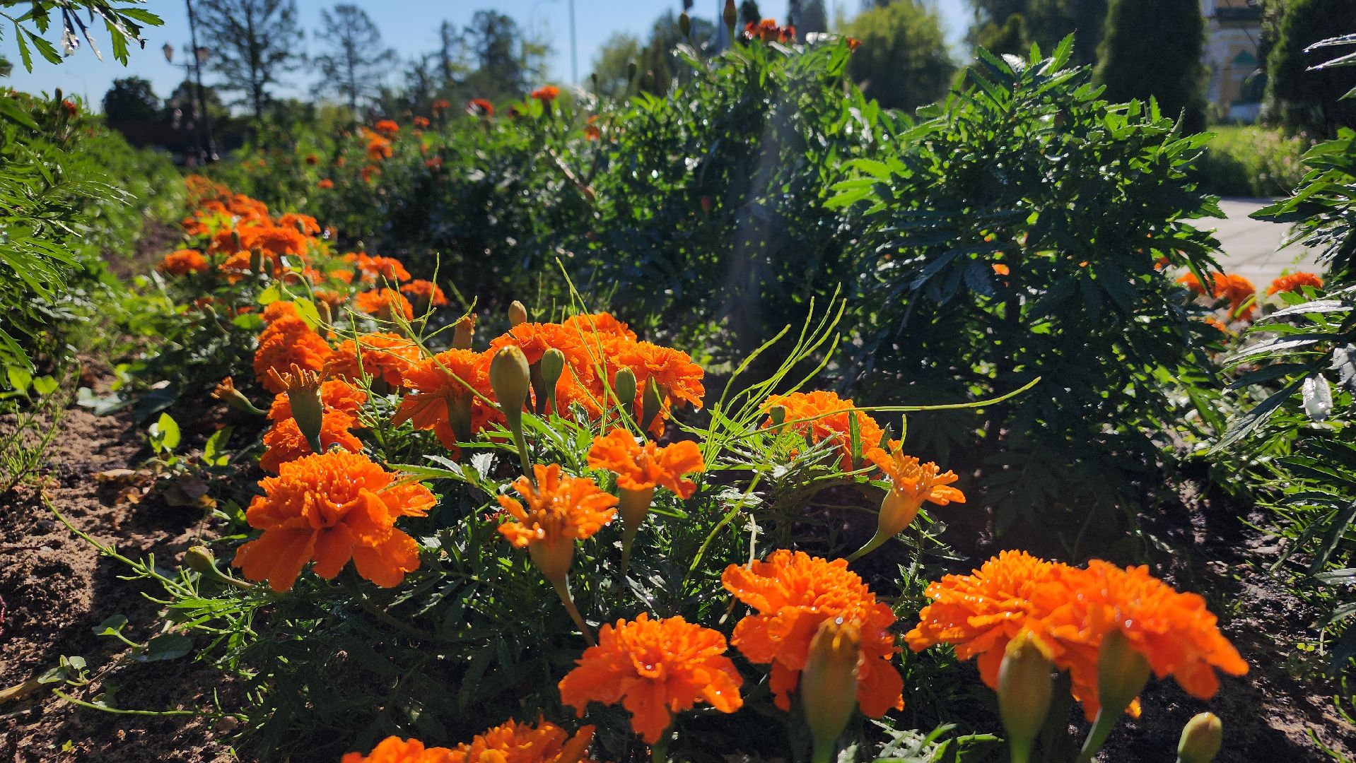 благоустройство, клумбы, Лосино-Петровский,