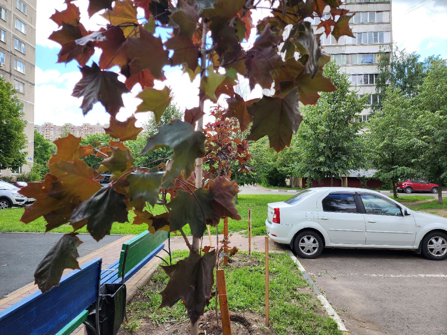 раменское, благоустройство, посадка деревьев, Левашова 31,