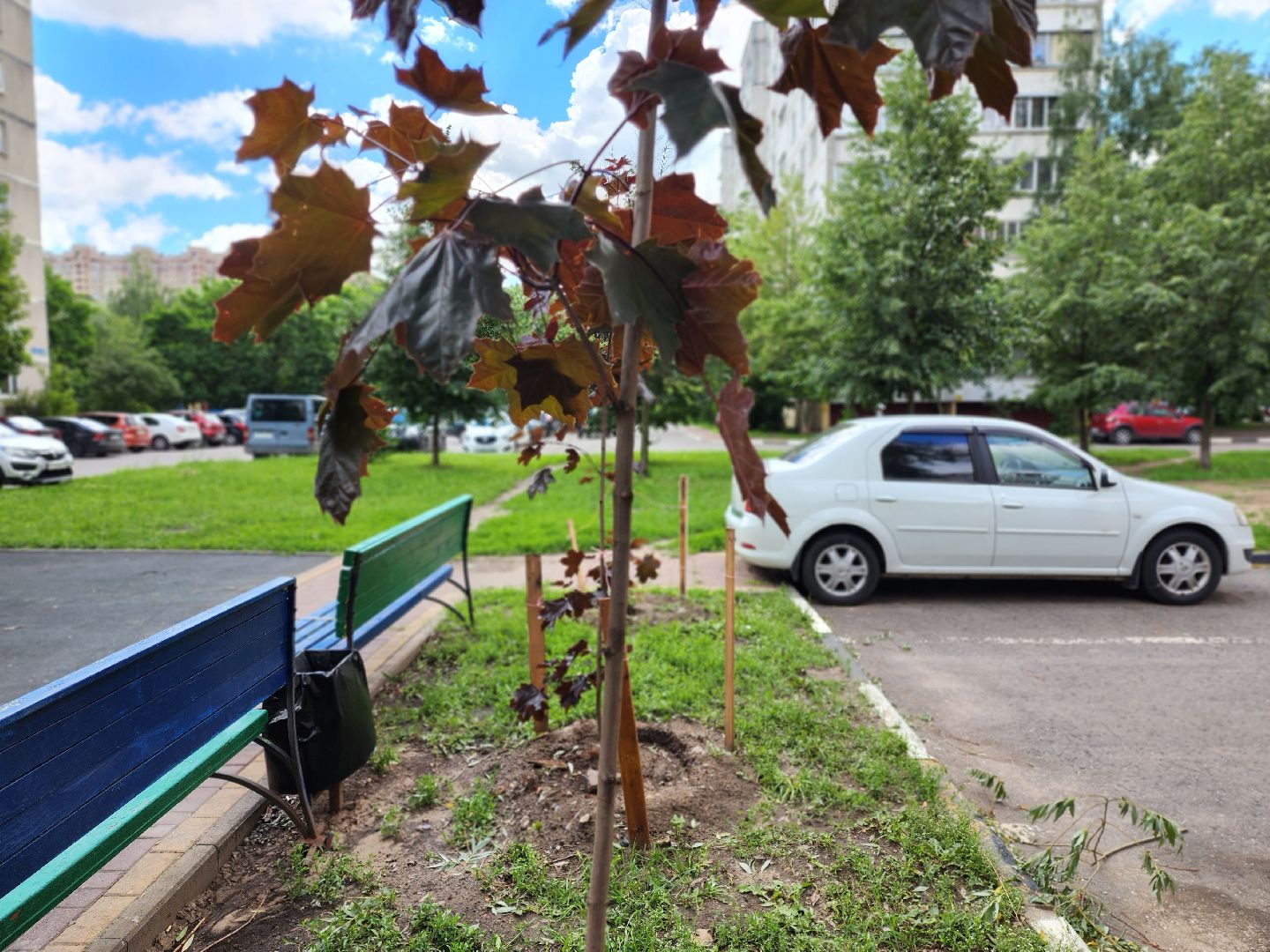 раменское, благоустройство, посадка деревьев, Левашова 31,