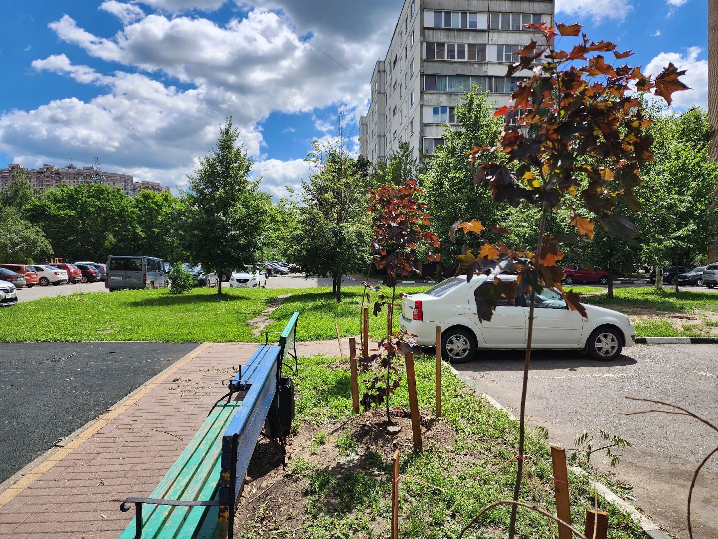 раменское, благоустройство, посадка деревьев, Левашова 31,