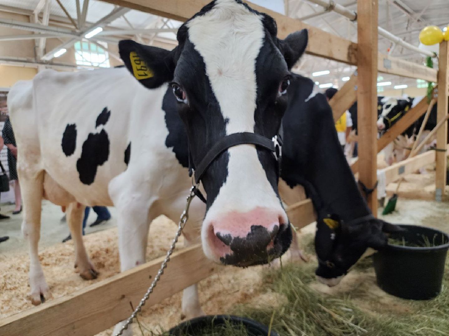 Племенные животные, сельское хозяйство, КСК Виват Россия, Деревня Орлово, Ленинский городской округ, Звезды Подмосковья - 2024,