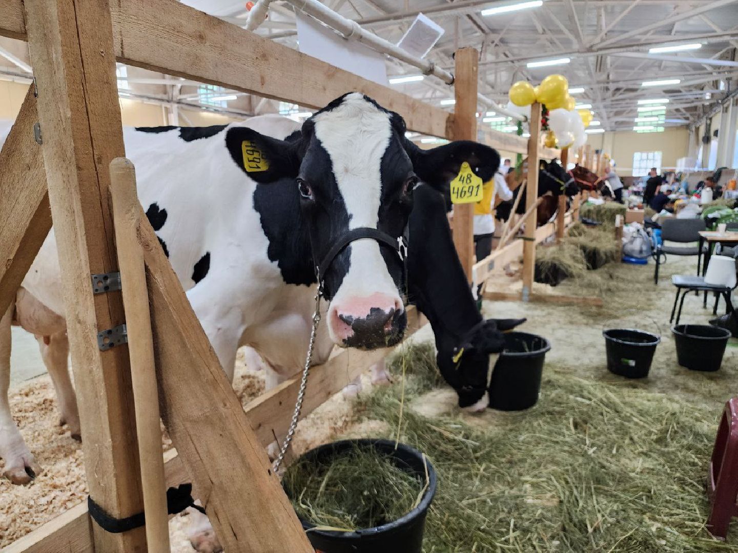 Племенные животные, сельское хозяйство, КСК Виват Россия, Деревня Орлово, Ленинский городской округ, Звезды Подмосковья - 2024,