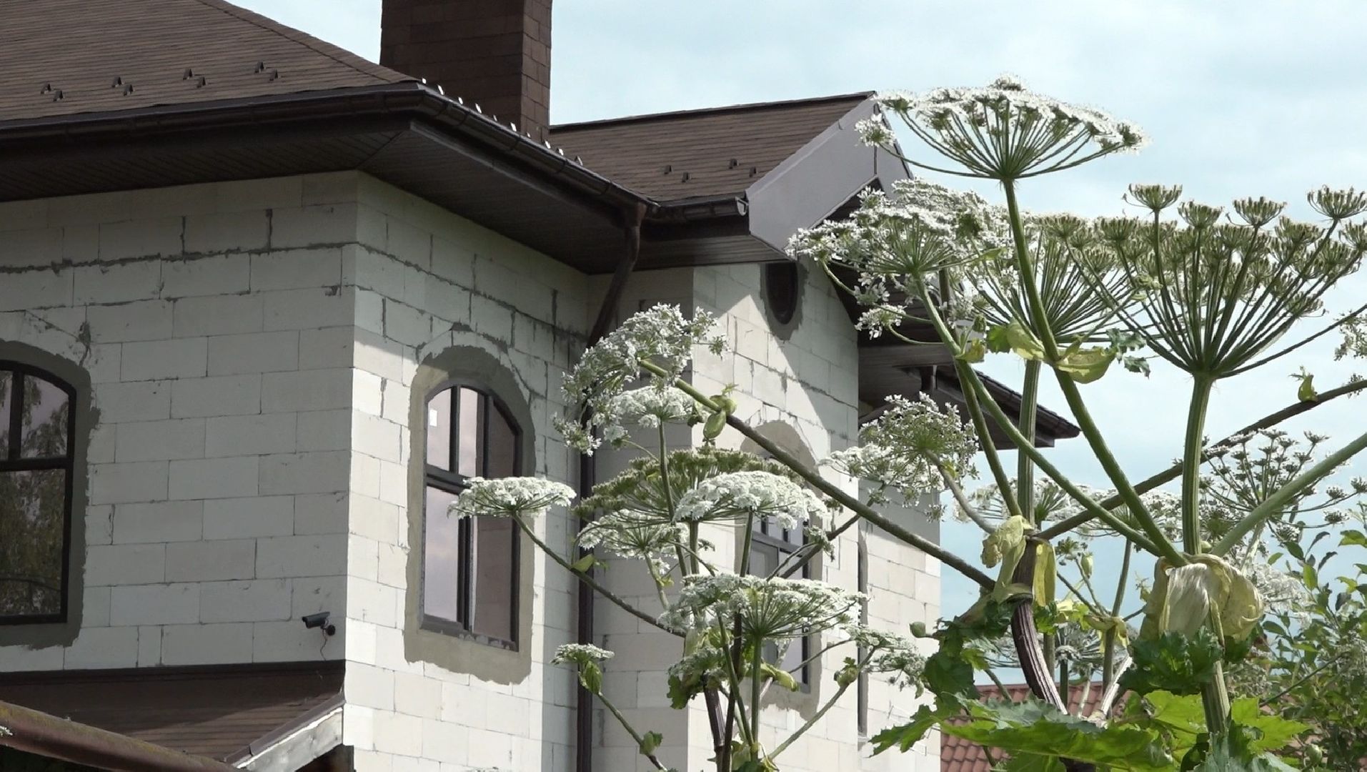 борщевик Сосновского, борьба с борщевиком, Домодедово, экология,