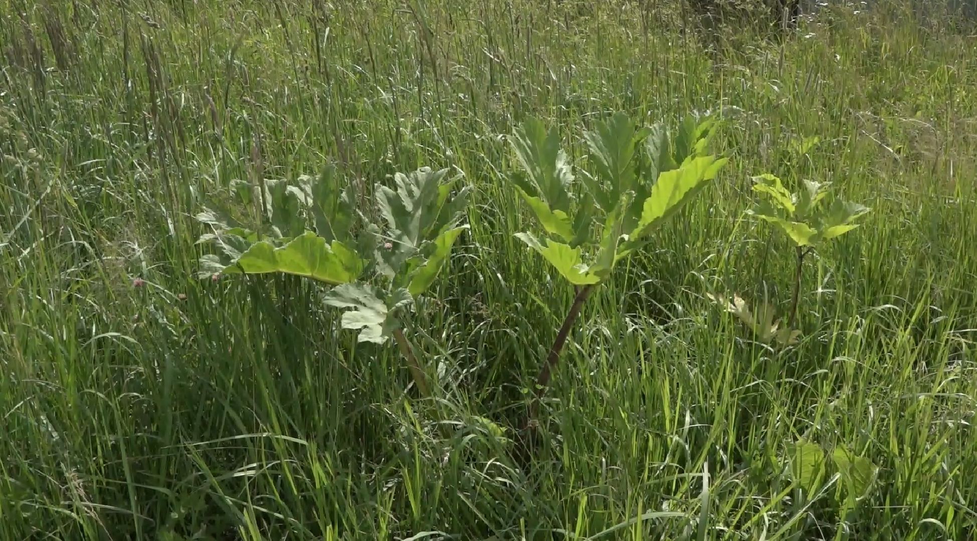 борщевик Сосновского, борьба с борщевиком, Домодедово, экология,